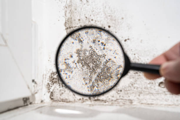 Best Mold Odor Removal Services  in Garrison, MD